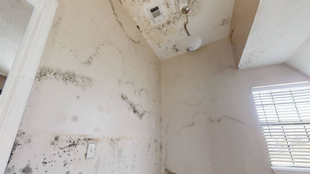 Reliable Lyford, TX Mold Removal Solutions