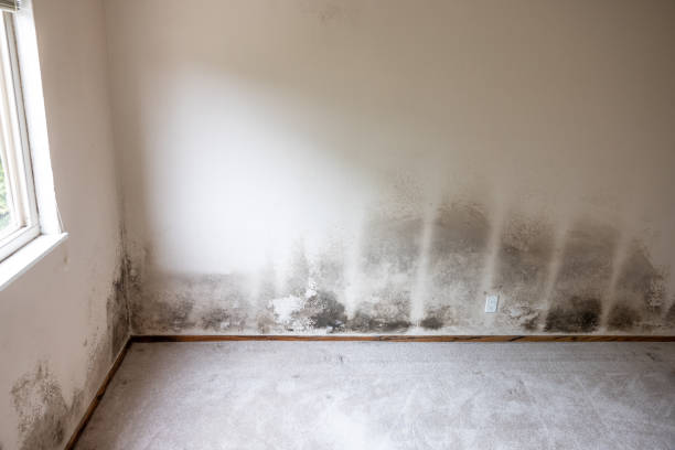 Best Mold Removal for HVAC Installations  in Lyford, TX